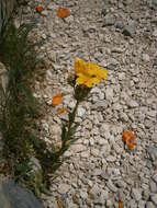 Image of golden flax