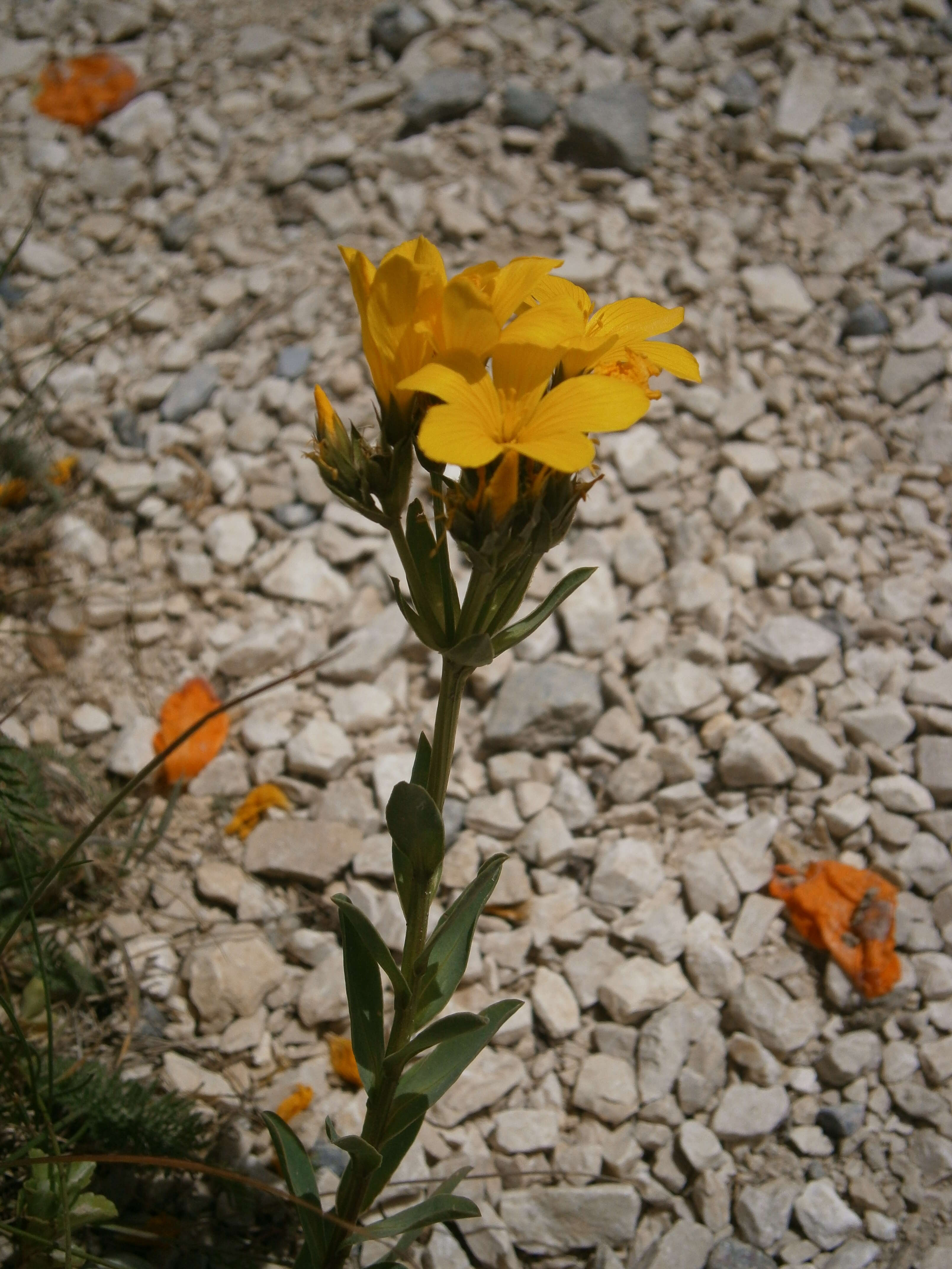 Image of golden flax