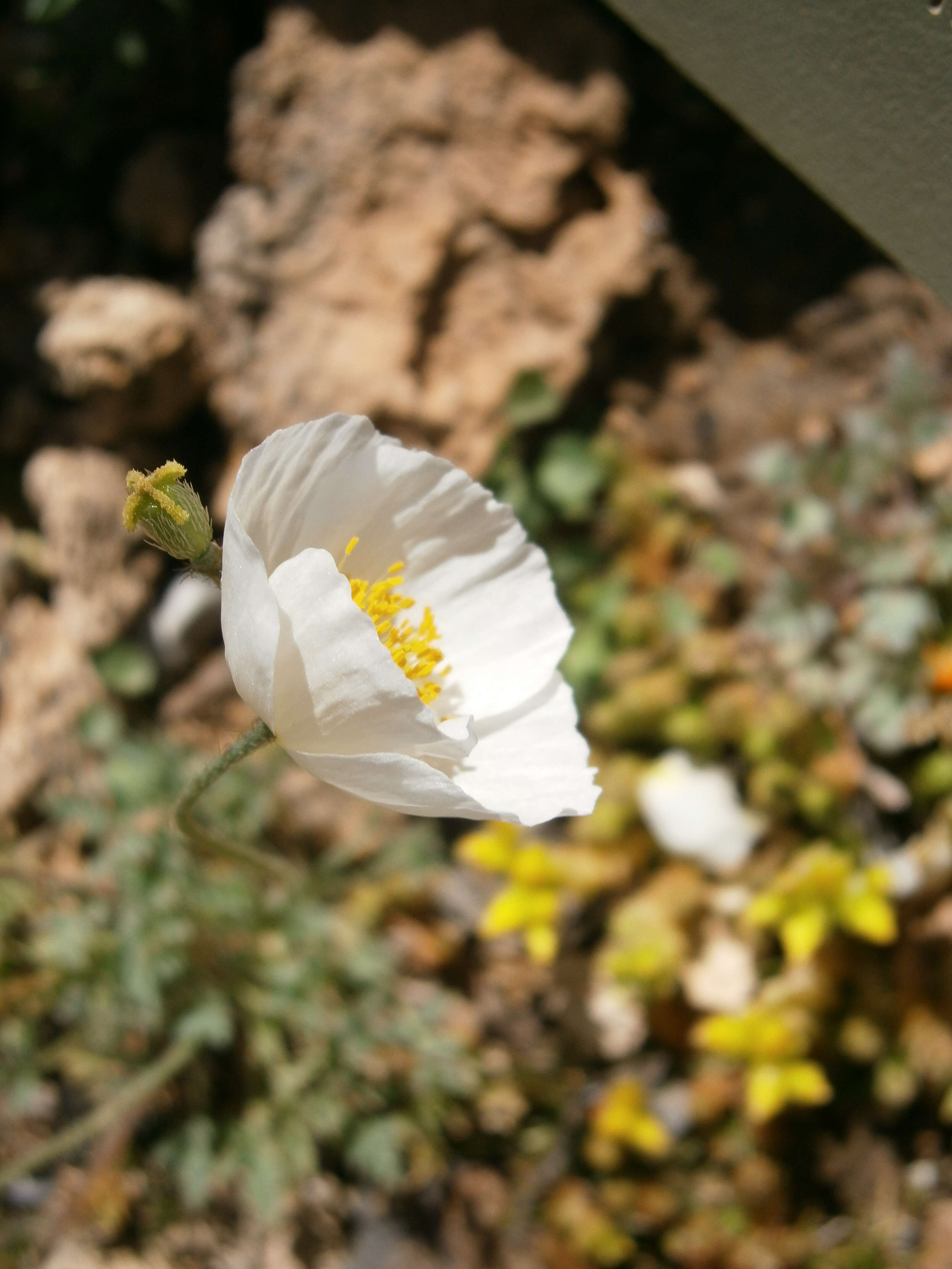 Imagem de Papaver alpinum L.