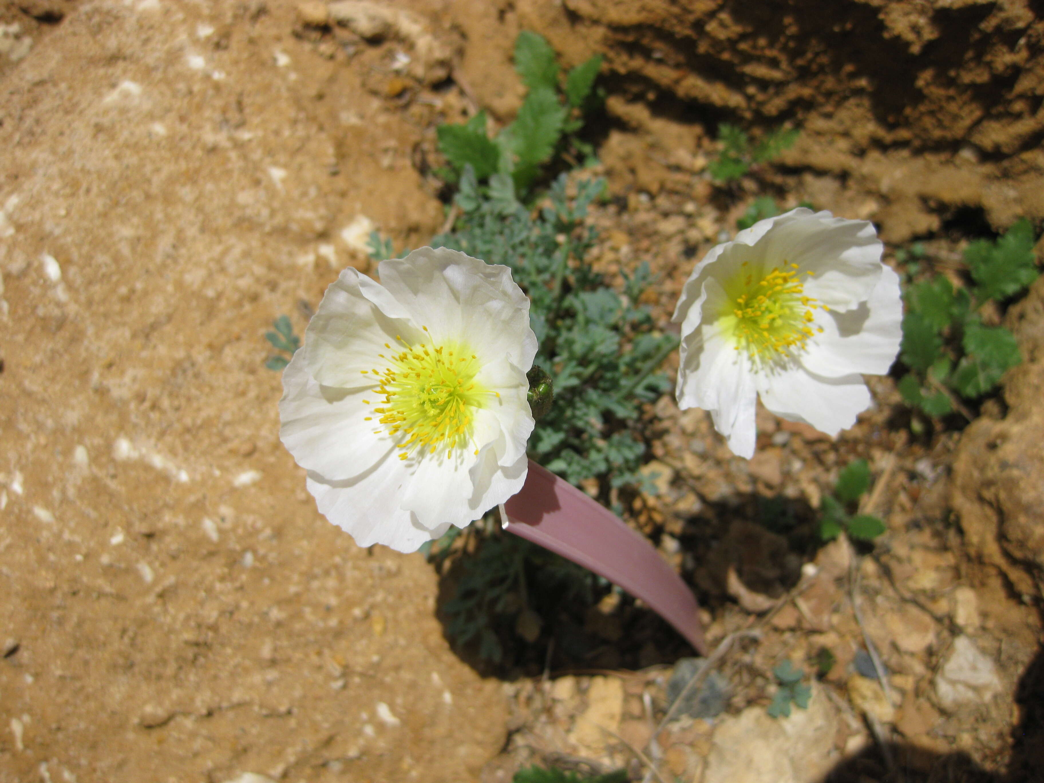 Imagem de Papaver alpinum L.