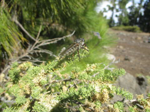 صورة Promachus vexator Becker 1908