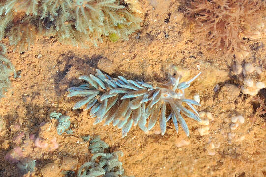 Imagem de Phyllodesmium crypticum Rudman 1981