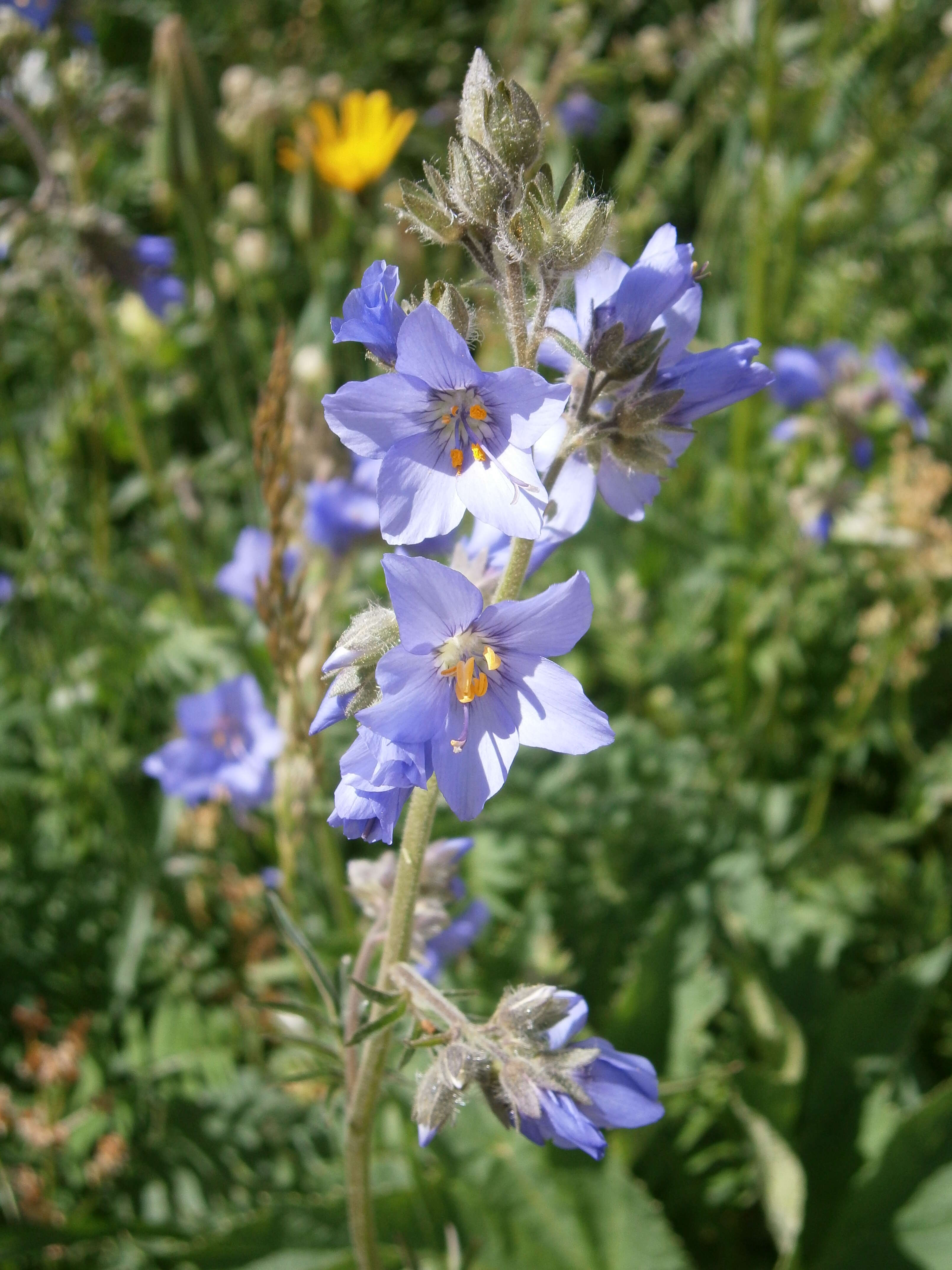 Image de Polémoine bleue