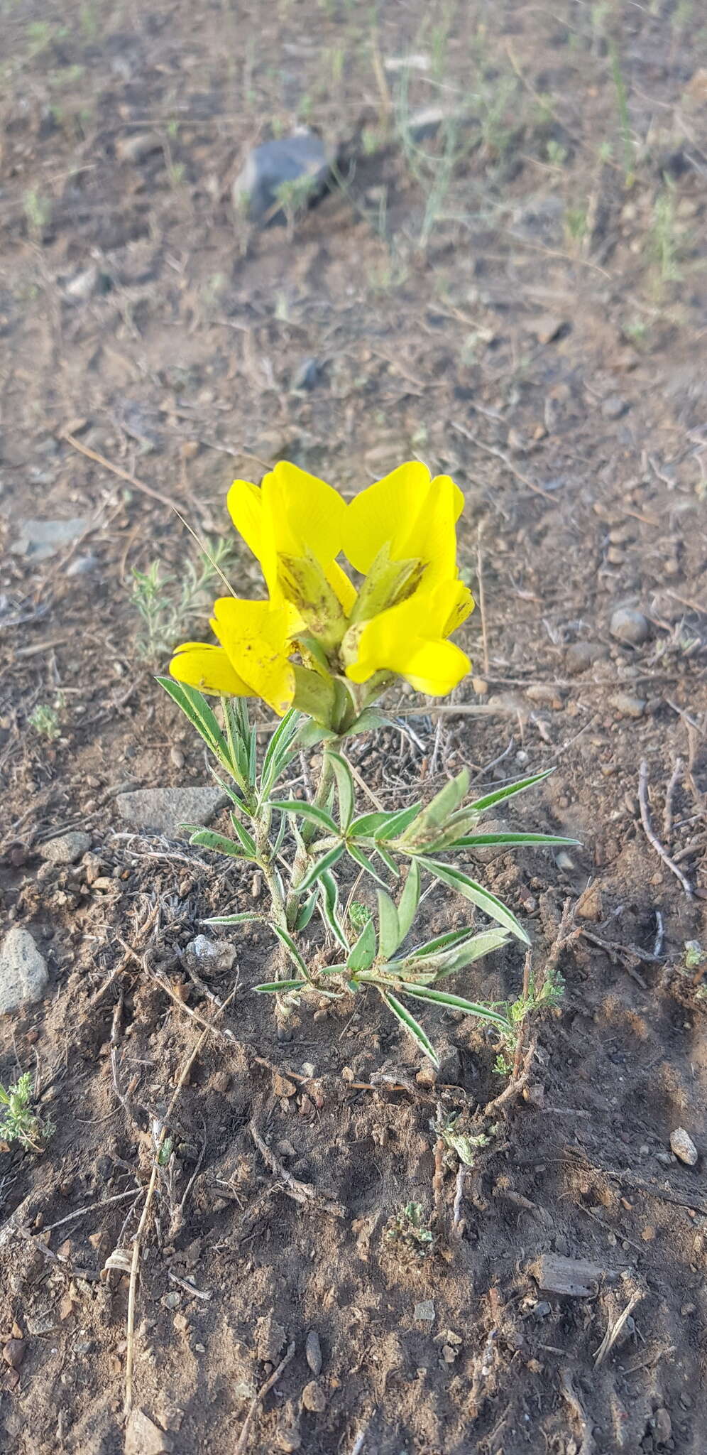 Image of Thermopsis dahurica Czefr.