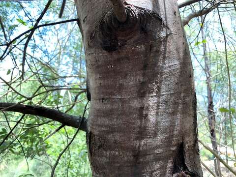 Image of Deane's wattle