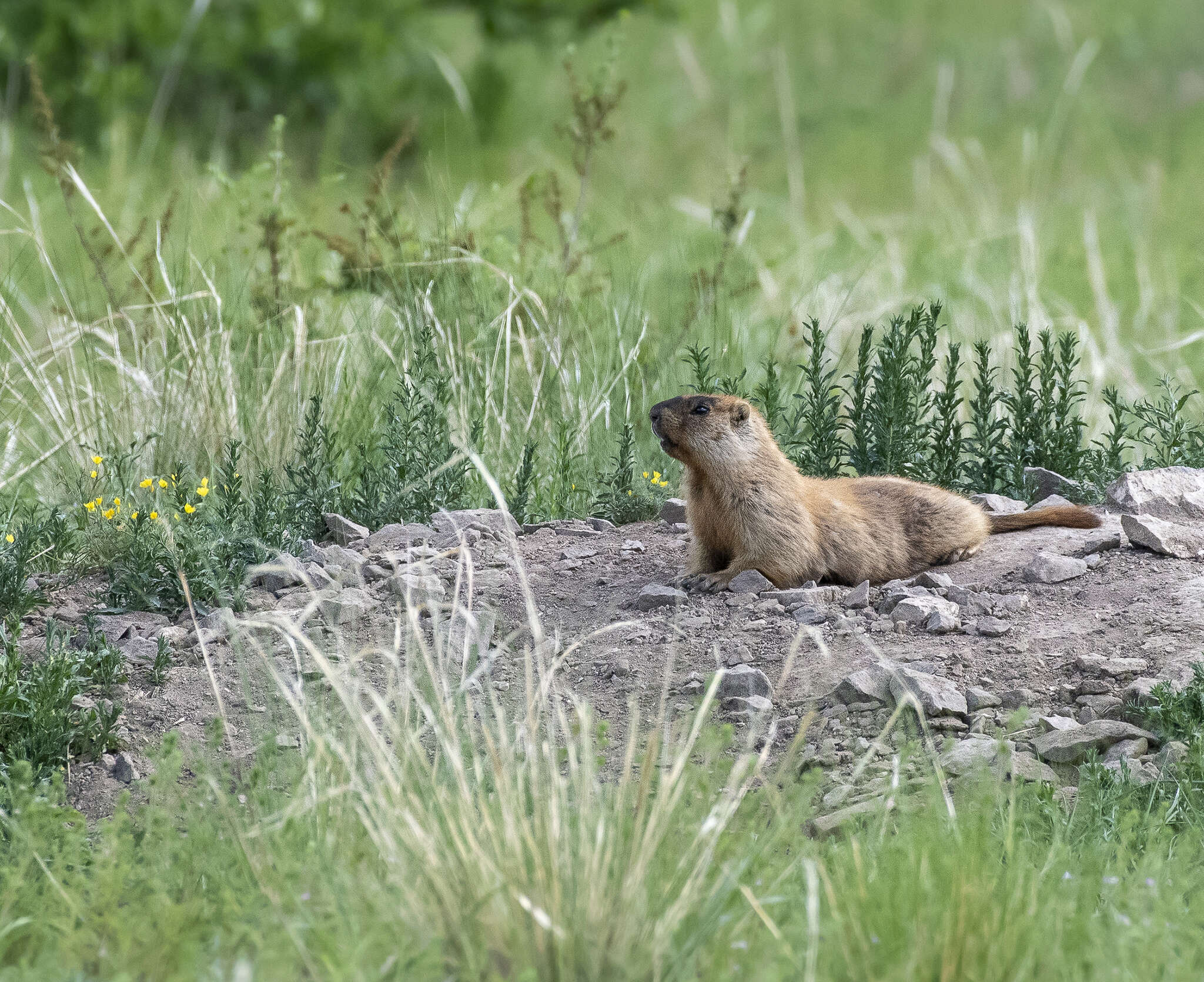 Image of Mongolian Marmot