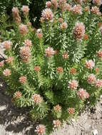 Image of redpod stonecrop