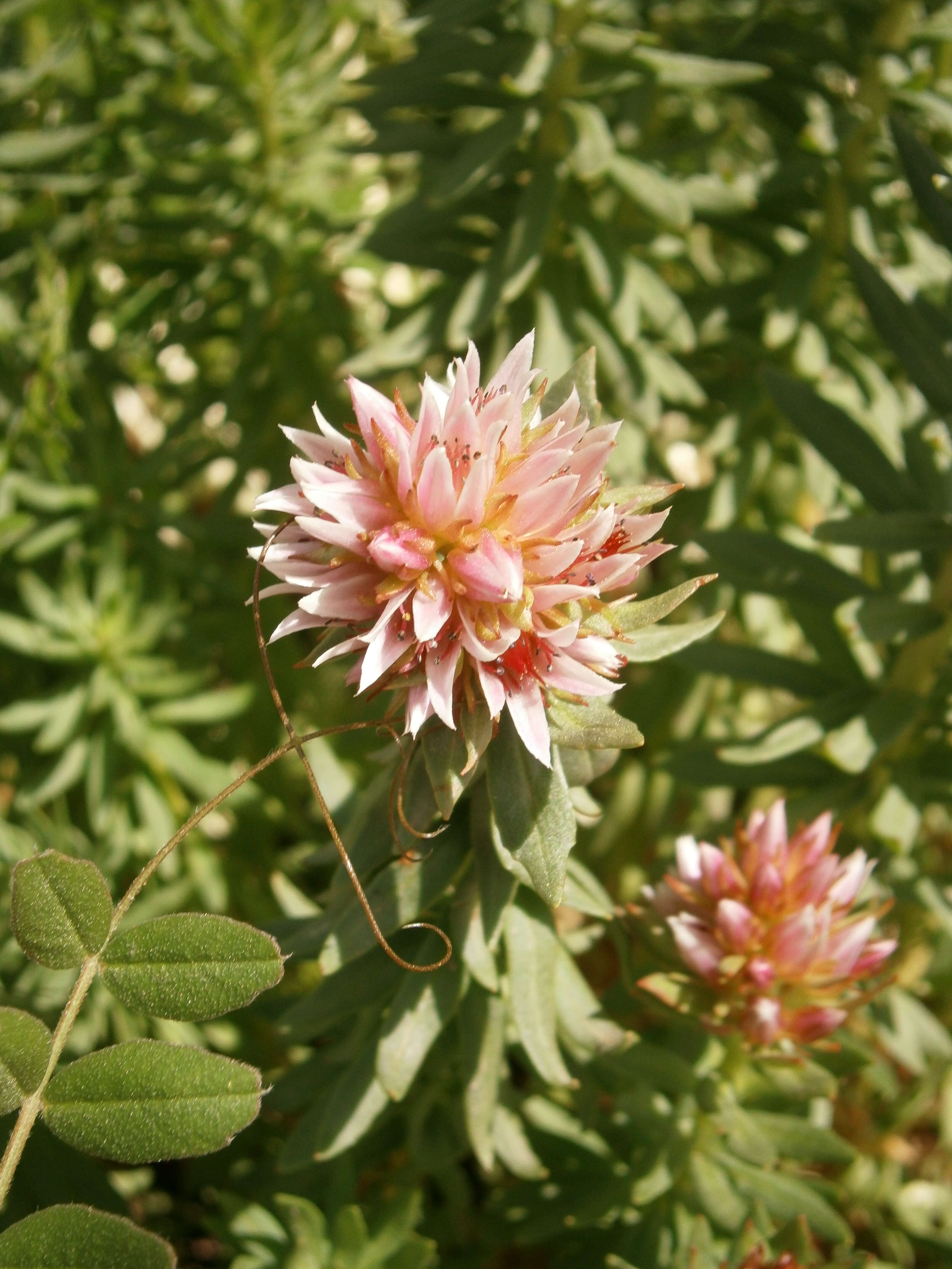 Image of redpod stonecrop