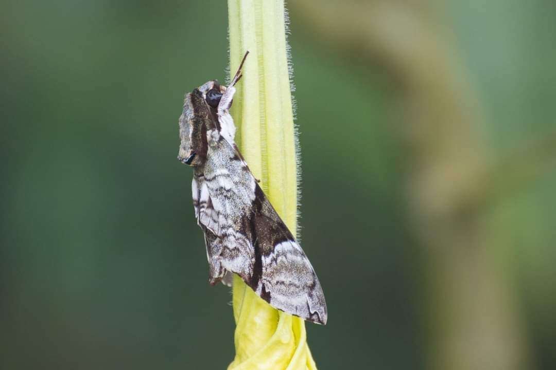 Image of Megacorma obliqua (Walker 1856)