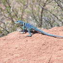 Image de Crotaphytus dickersonae Schmidt 1922