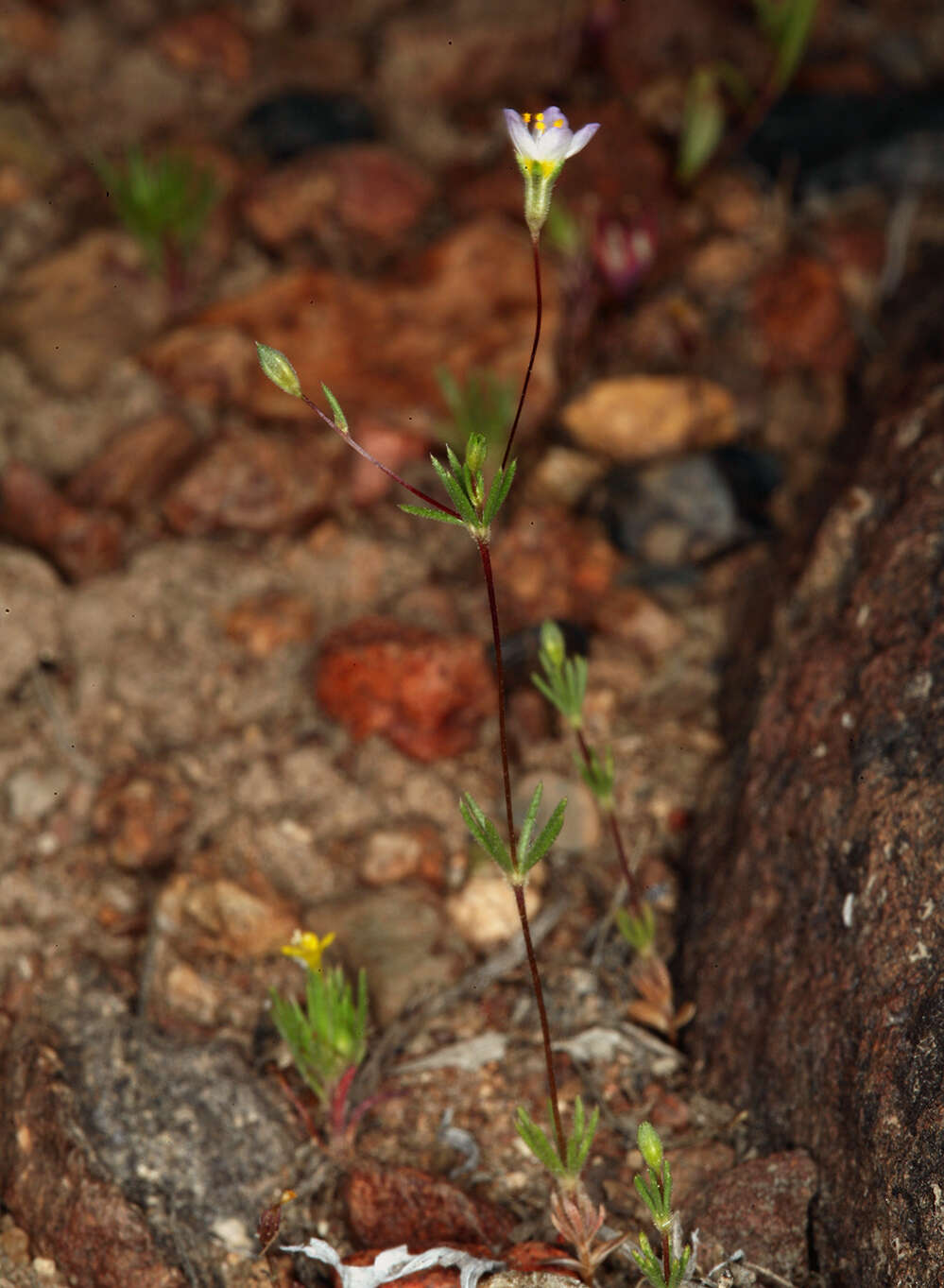 Image of northern linanthus