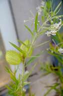 Image of Milkweed