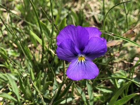 Слика од Viola calcarata L.