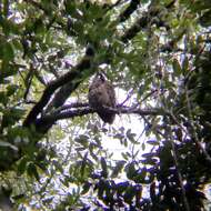 Image of Northern Spotted Owl