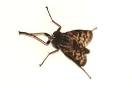 Image of Lesser Variegated Snipe Fly