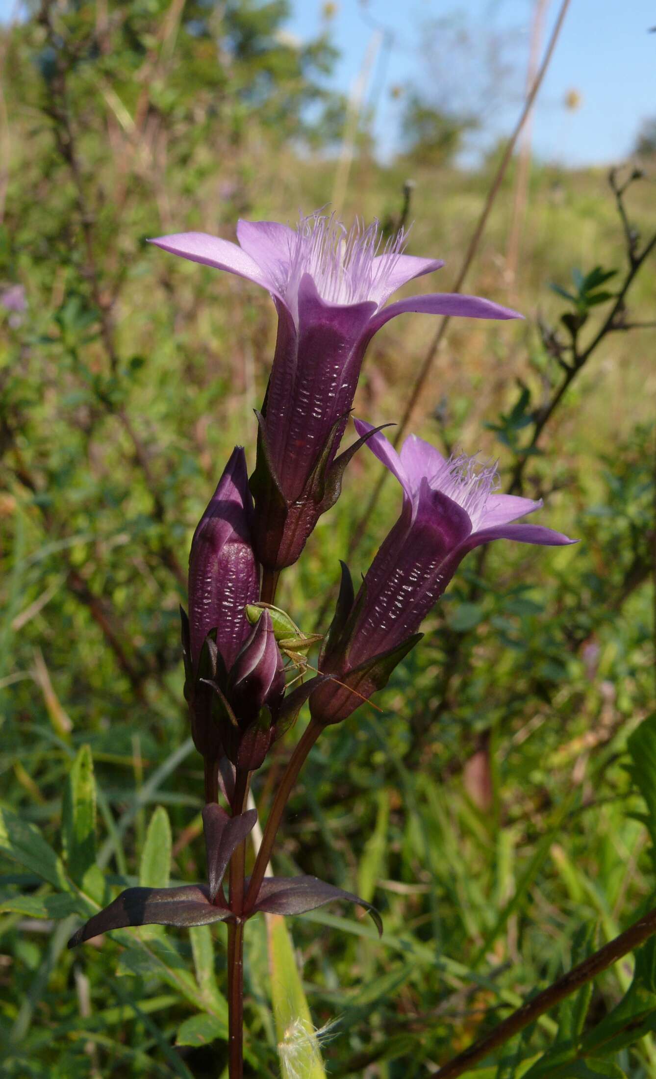 Image of chiltern gentian