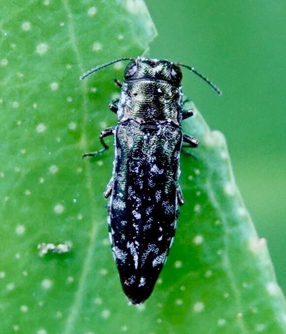 Agrilus occipitalis (Eschscholtz 1822)的圖片