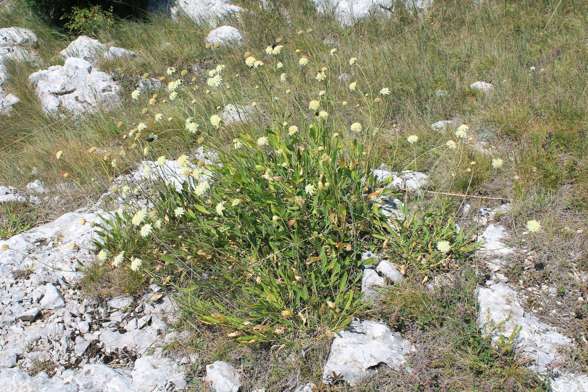 Image de Cephalaria coriacea (Willd.) Roem. & Schult. ex Steudel