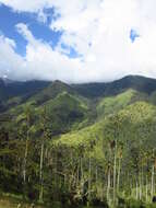 Image of Wax palm