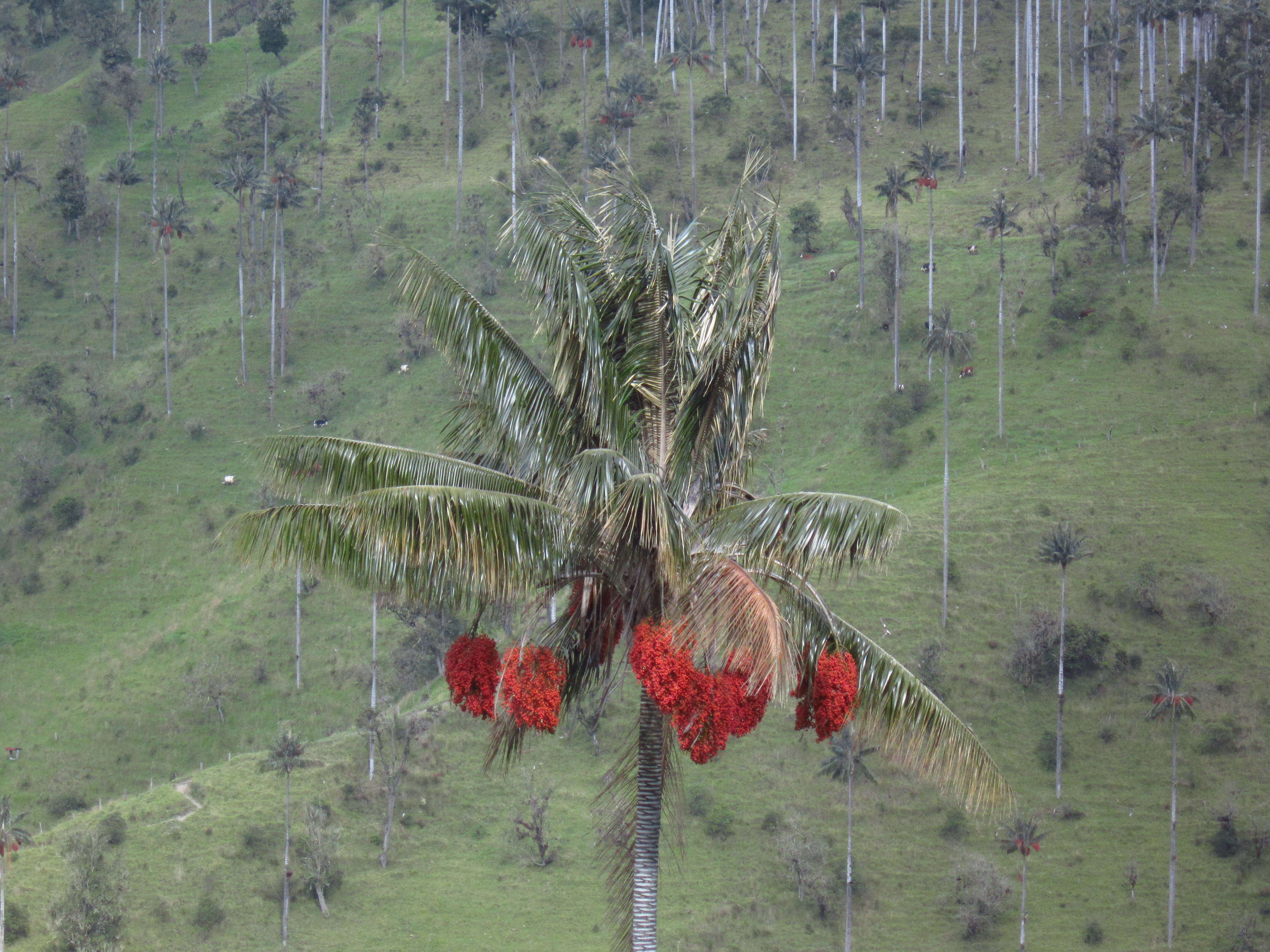 Image of Wax palm