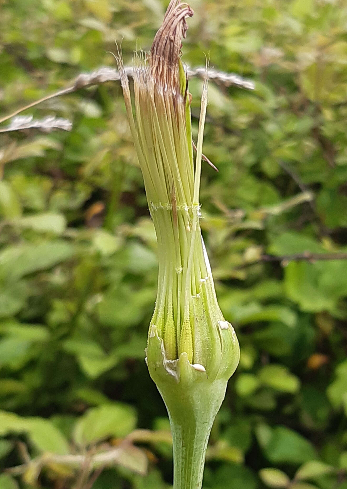 Image de Tragopogon porrifolius subsp. eriospermus (Ten.) Greuter