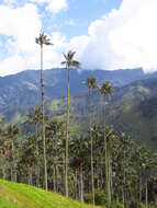 Image of Wax palm