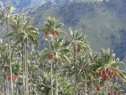 Image of Wax palm