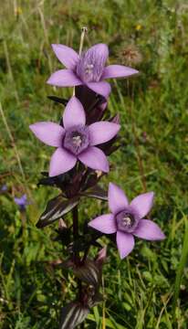 Image of chiltern gentian