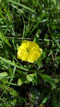 Plancia ëd Oenothera berlandieri (Spach) Walp.