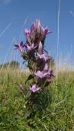 Image of chiltern gentian