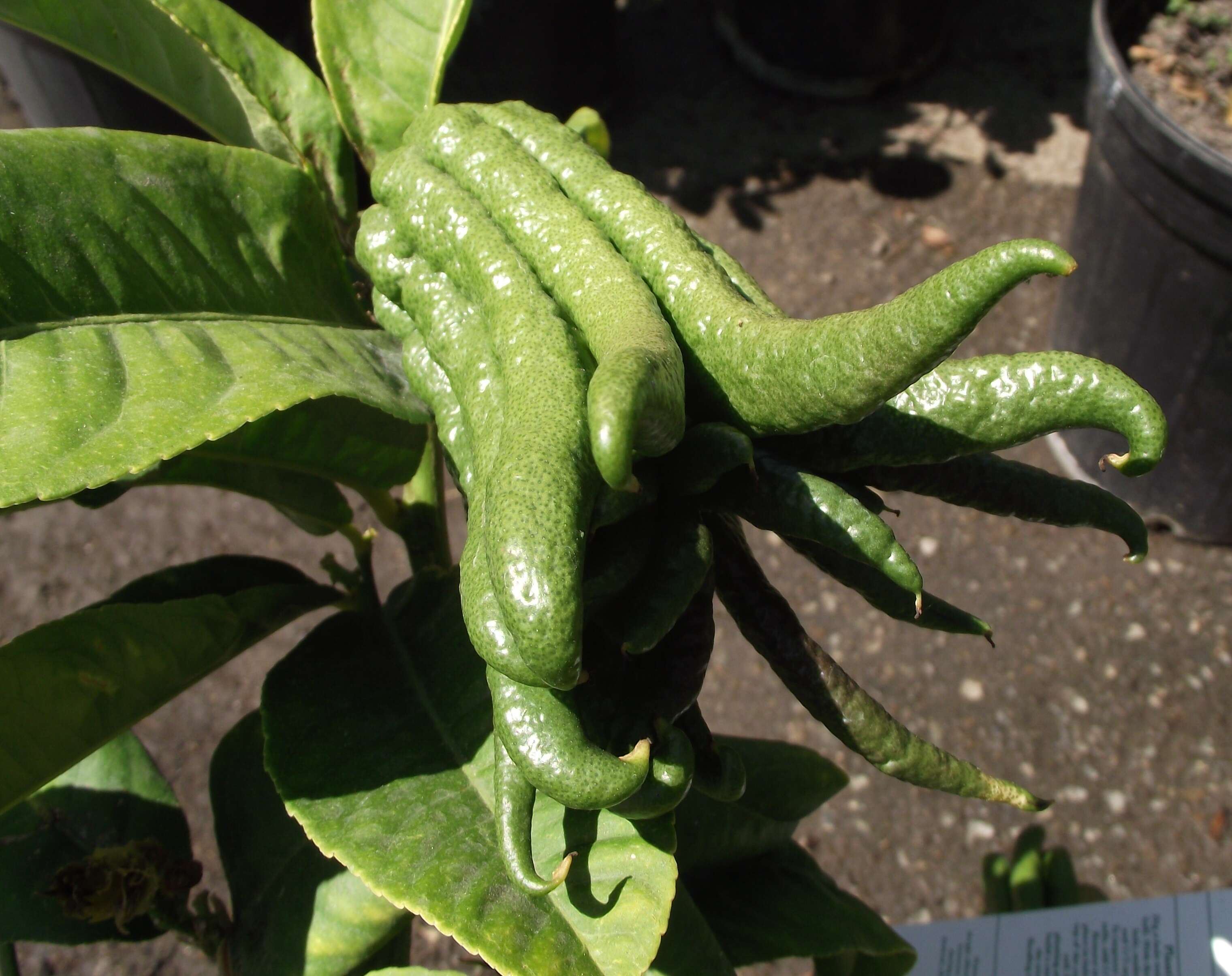 Image de Citrus medica var. sarcodactylis