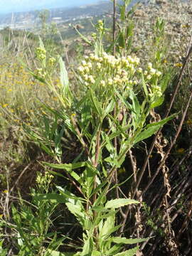 Image of Nidorella ivifolia (L.) J. C. Manning & Goldblatt