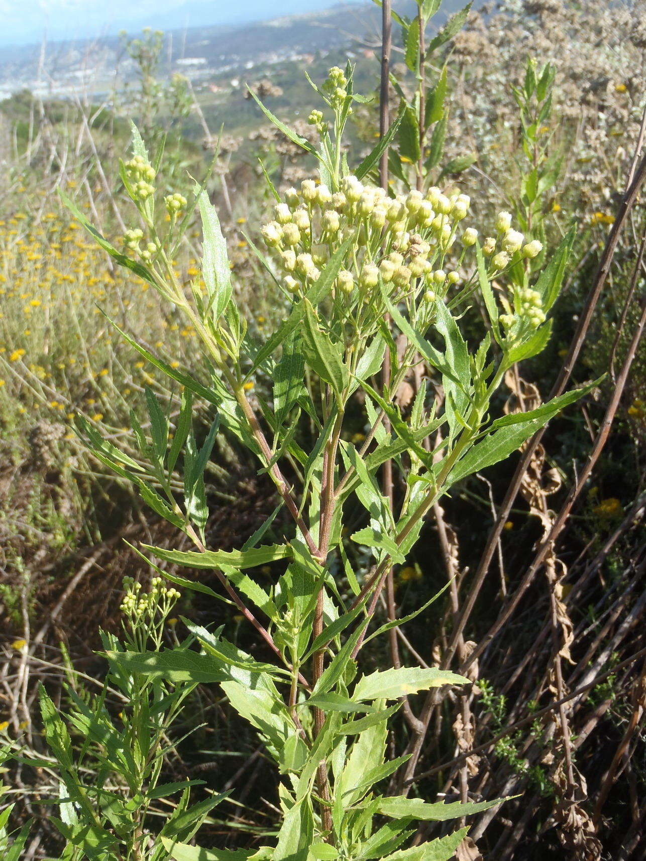 Plancia ëd Nidorella ivifolia (L.) J. C. Manning & Goldblatt