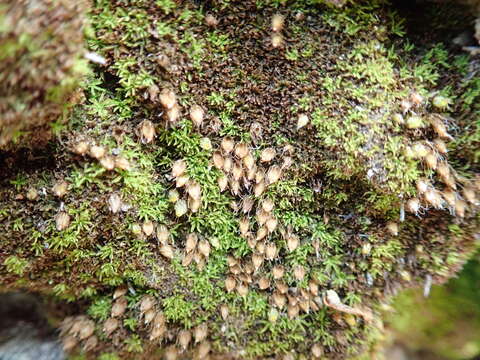 Image of diphyscium moss