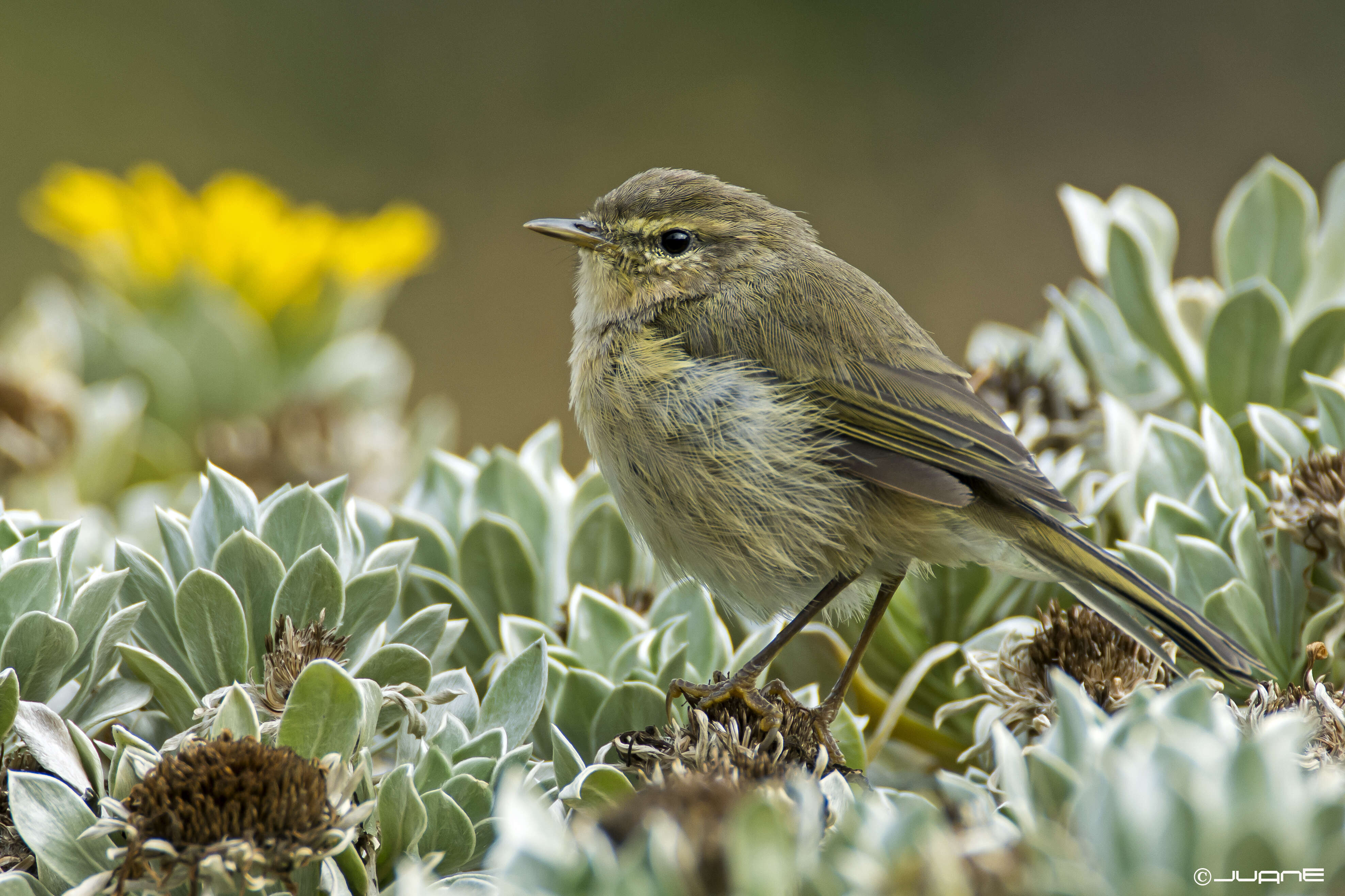 Image of Canary Islands Chiffchaff