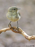 Image of Canary Islands Chiffchaff