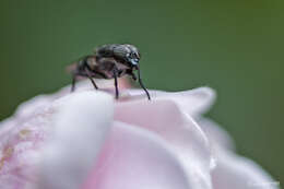 Stomorhina lunata (Fabricius 1805) resmi