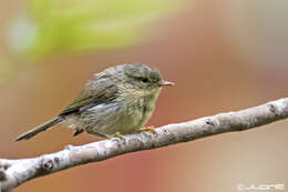 Image of Canary Islands Chiffchaff