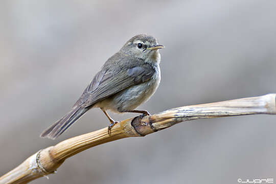 Слика од Phylloscopus canariensis (Hartwig 1886)