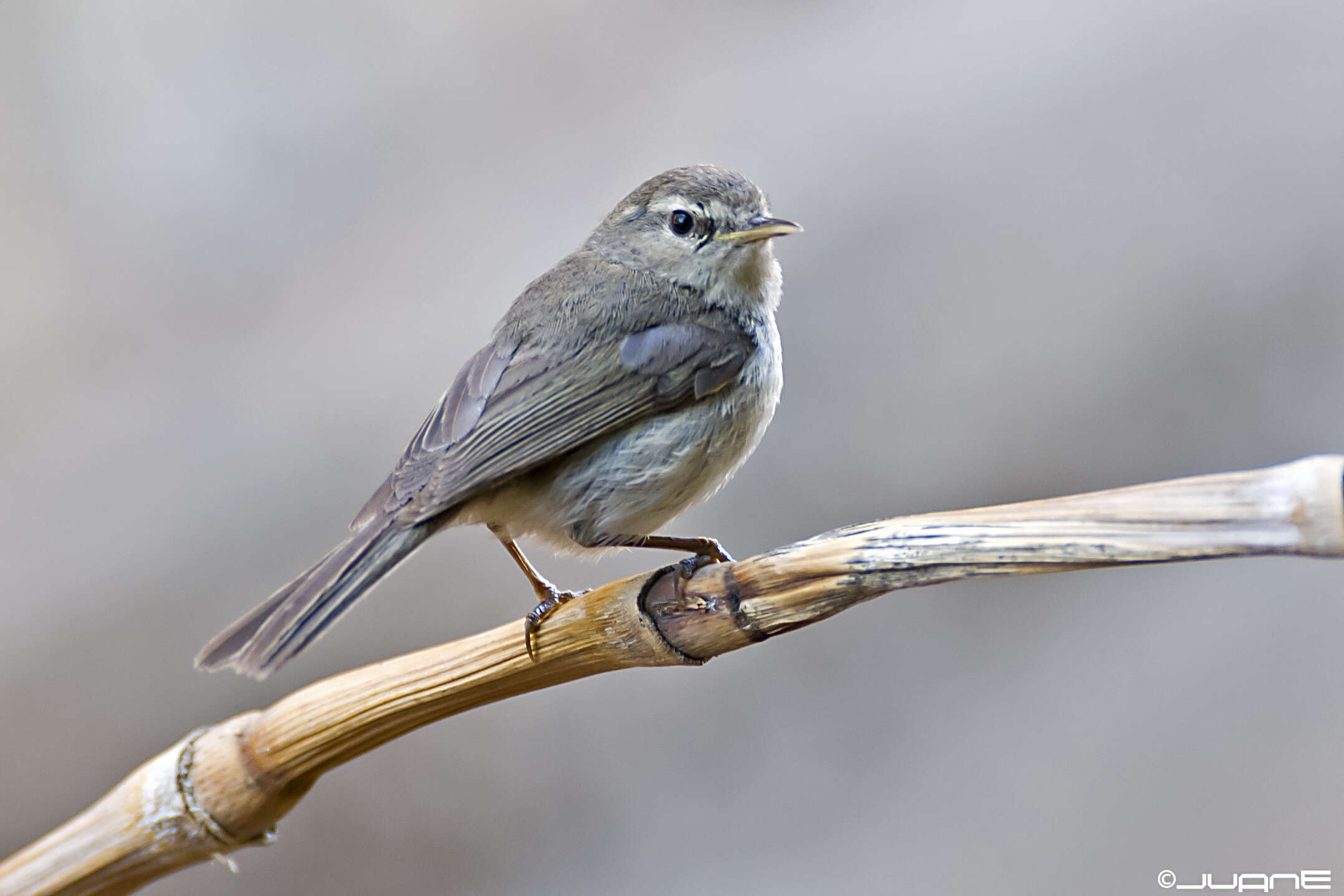 Image of Canary Islands Chiffchaff