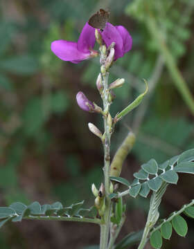 Imagem de Tephrosia astragaloides Benth.