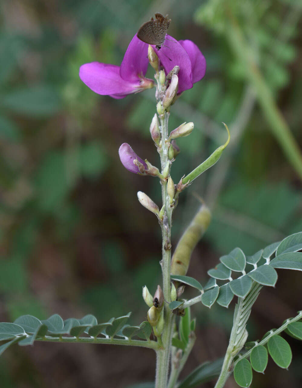 Tephrosia astragaloides Benth.的圖片