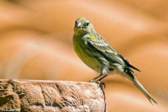 Image of Atlantic Canary