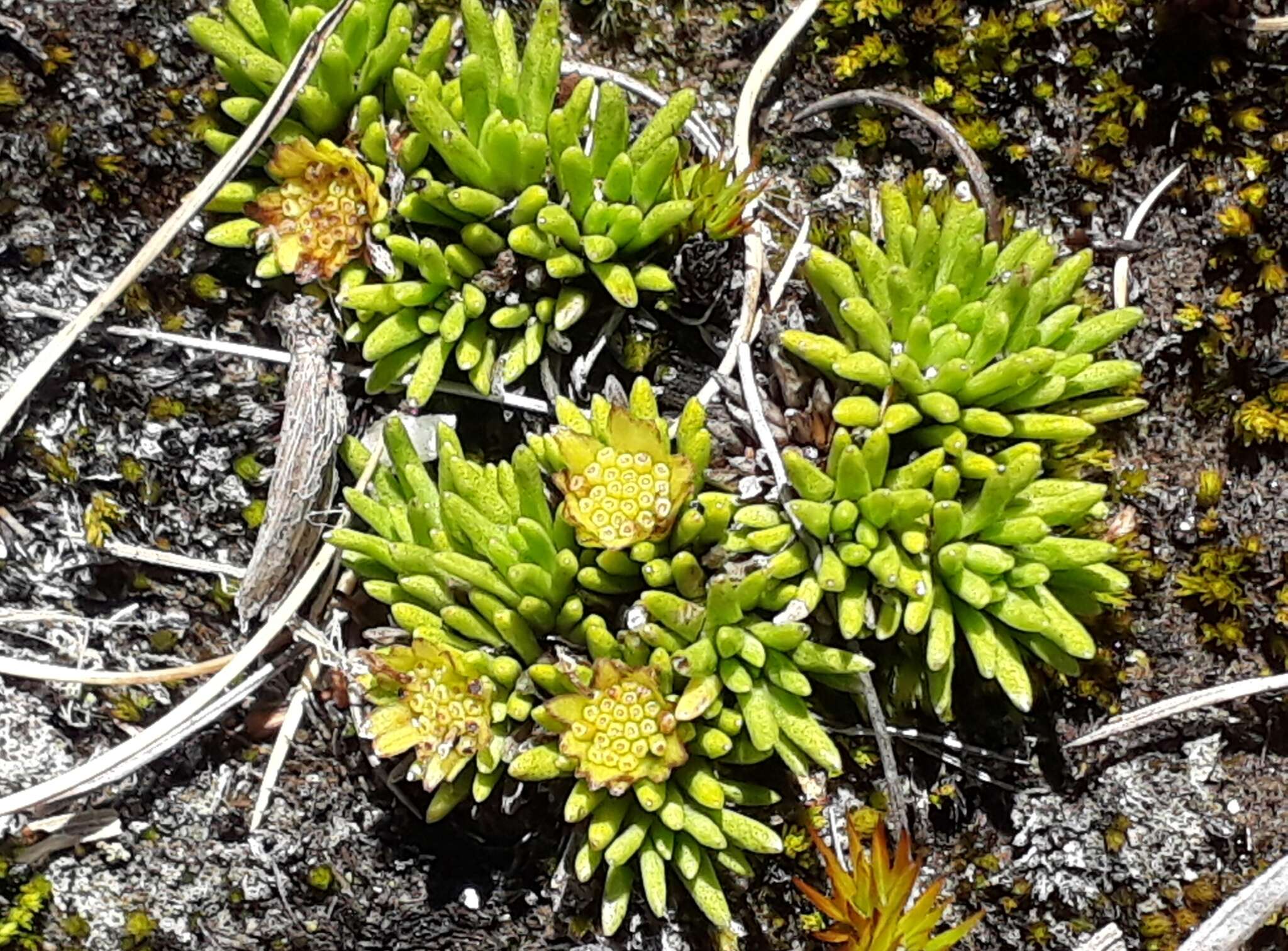 Image of Abrotanella inconspicua Hook. fil.