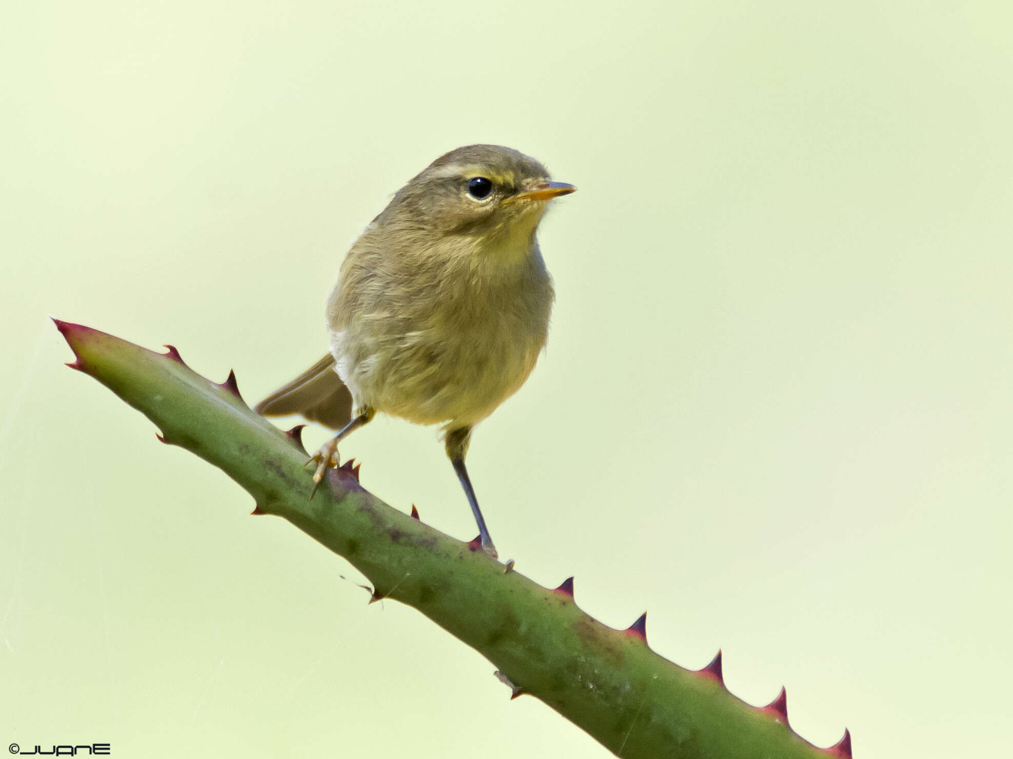 Слика од Phylloscopus canariensis (Hartwig 1886)