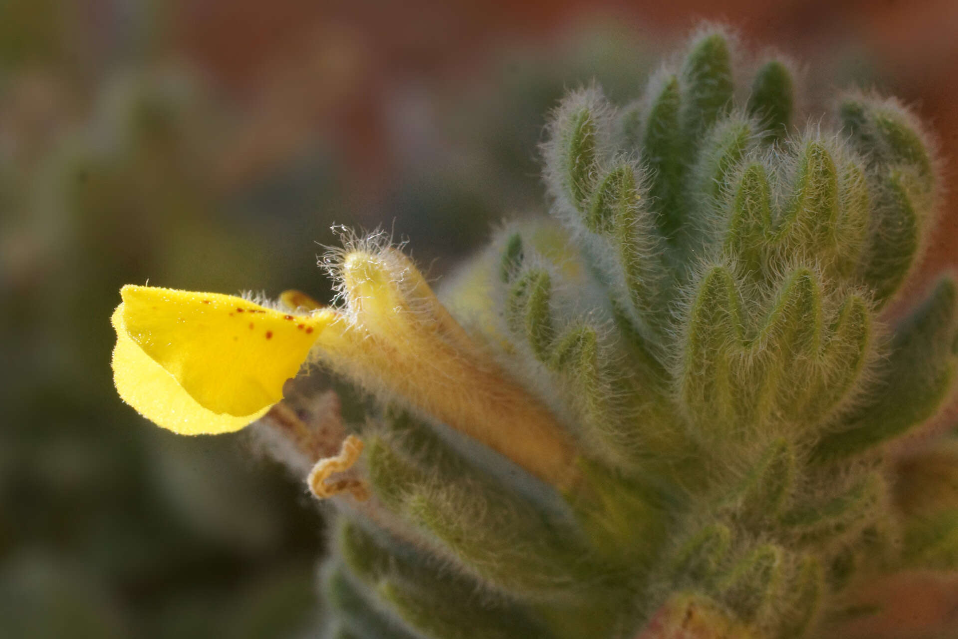 Image of Ajuga bombycina Boiss.