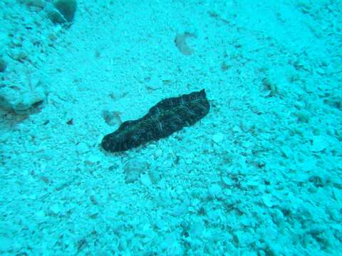 Image of Elegant flatworm