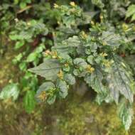 Image of Strobilanthes flexicaulis Hayata