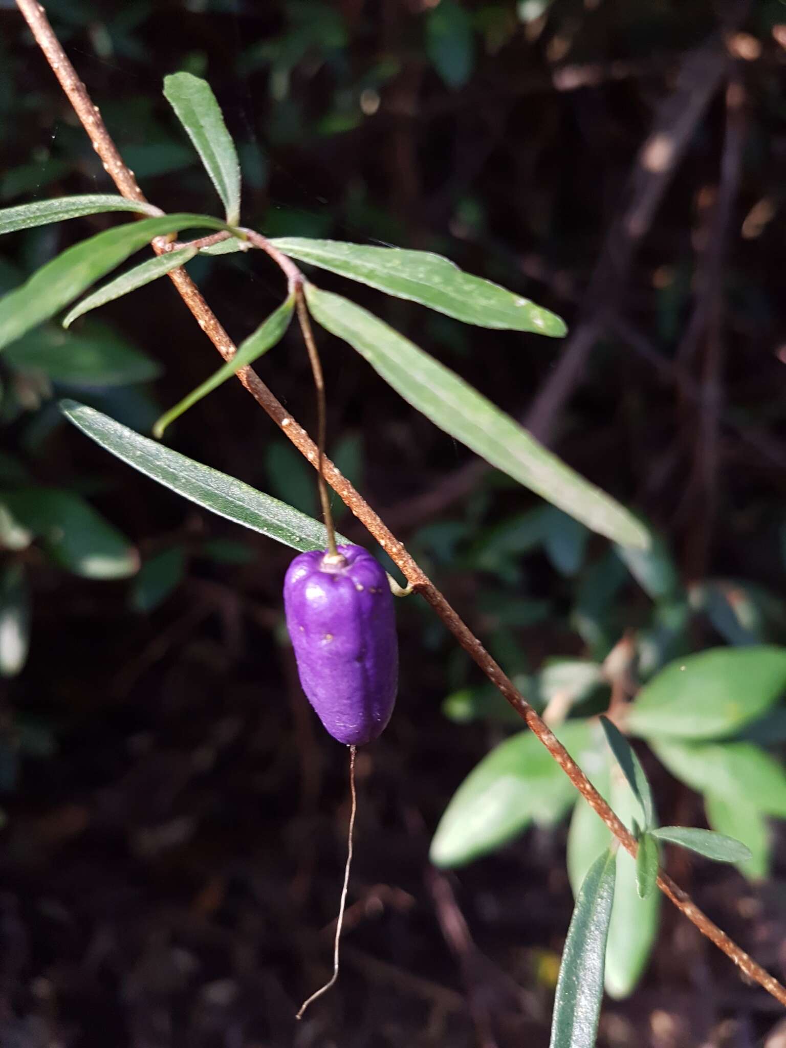 Imagem de Billardiera longiflora Labill.