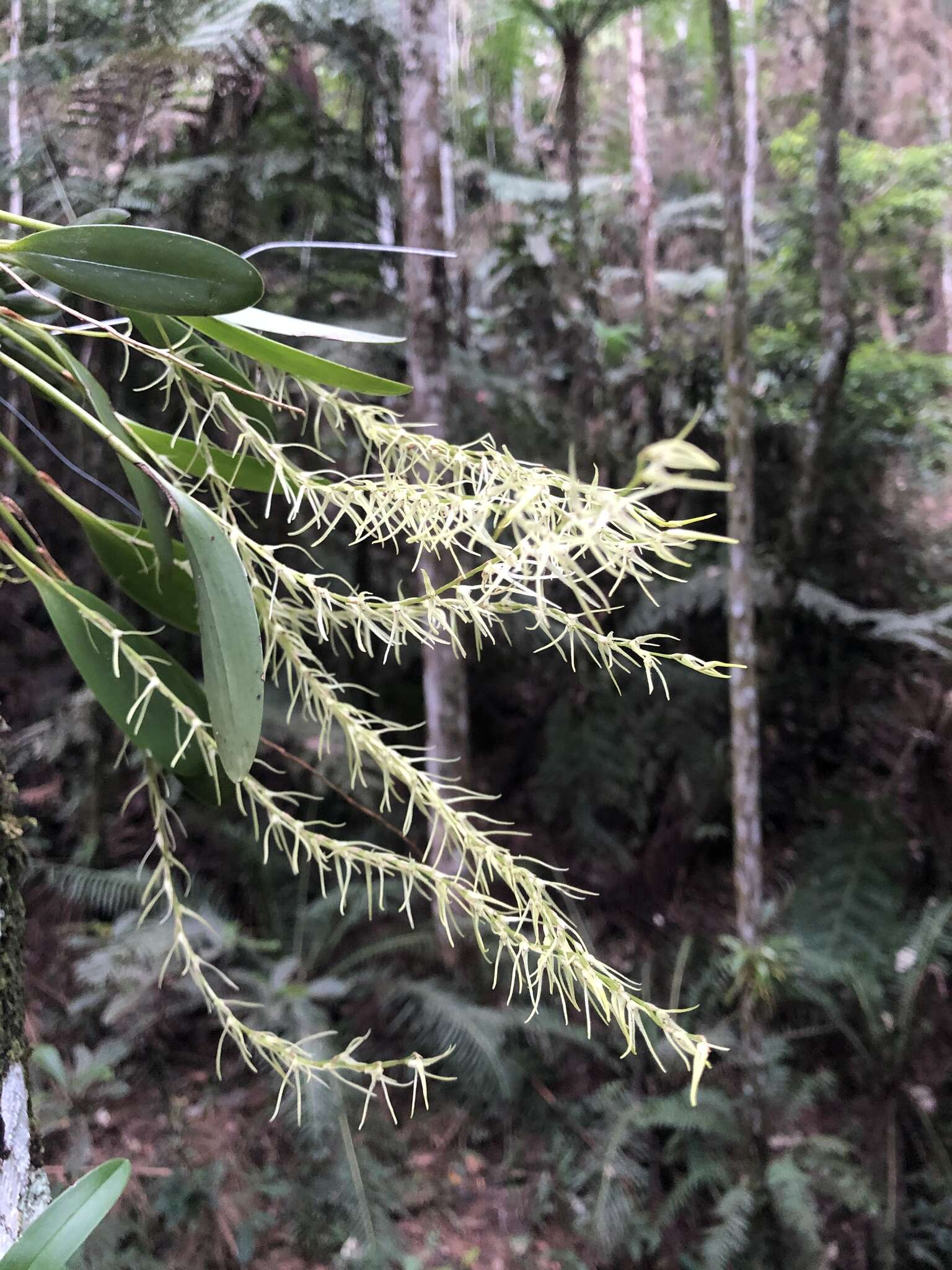 Imagem de Anathallis sclerophylla (Lindl.) Pridgeon & M. W. Chase